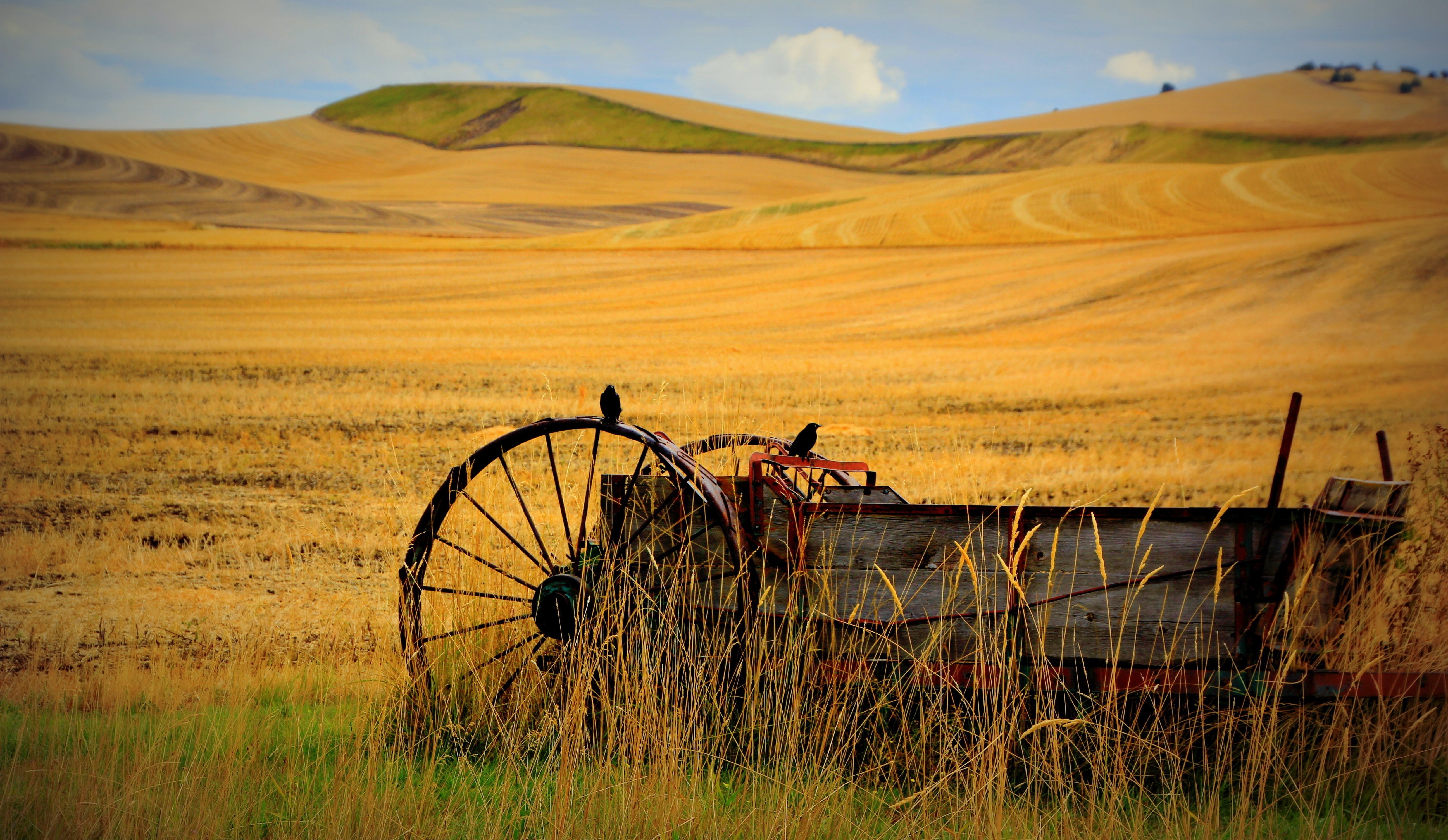 Wheat antique thresher | REACCH